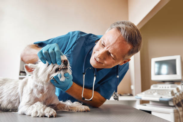 Best Broken or Chipped Tooth Repair in Elyria, OH